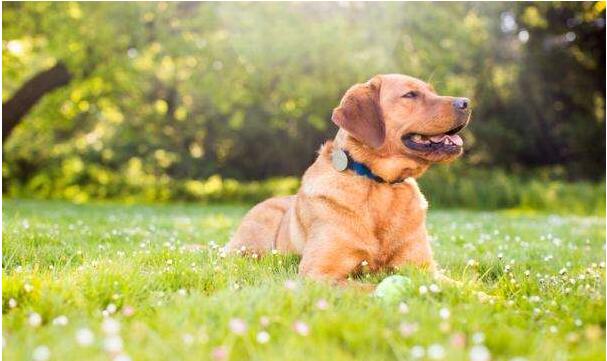 The dog collars and their advantages and disadvantages