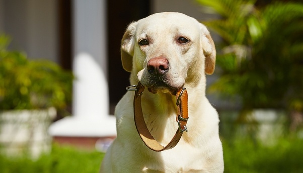 Is taking off your dog's collar when he's inside a good idea?