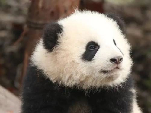 Ved du, at der er tre mærkelige pandaer?