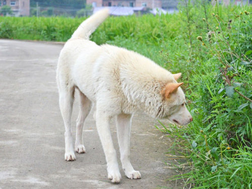 中国の牧羊犬
