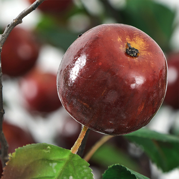 Woh Apik Paling Murah Dijual Apple Kanggo Dekorasi Perkawinan Dekorasi - 10