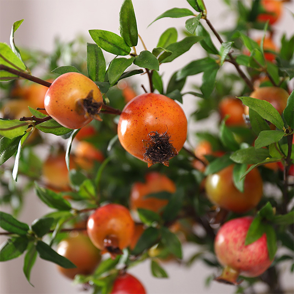 God pris Granatæble bær Dekorative planter til hjemmebrug - 3 