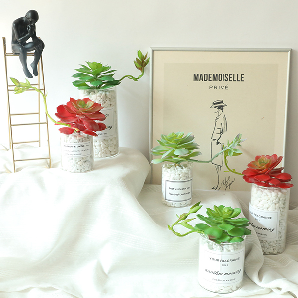 Flor de loto de alta calidad con plantas carnosas de cuerpo combinado para decoración del hogar - 3 