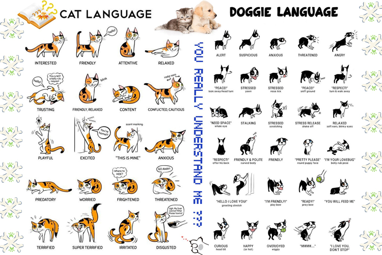 Evcil Hayvanınızın Beden Dilini Anlamak