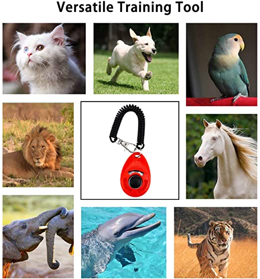 جهاز تدريب فعال لكلاب الحيوانات الأليفة مع حزام معصم - 4
