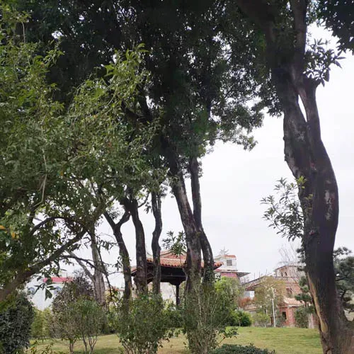 El Día del Árbol en China