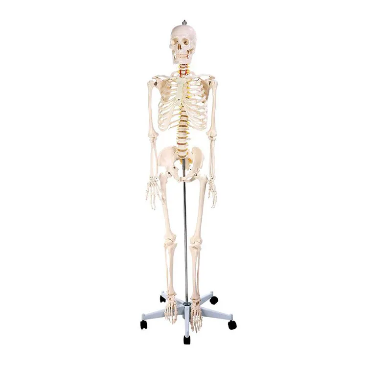 170 cm modell av menneskelig skjelett i anatomi
