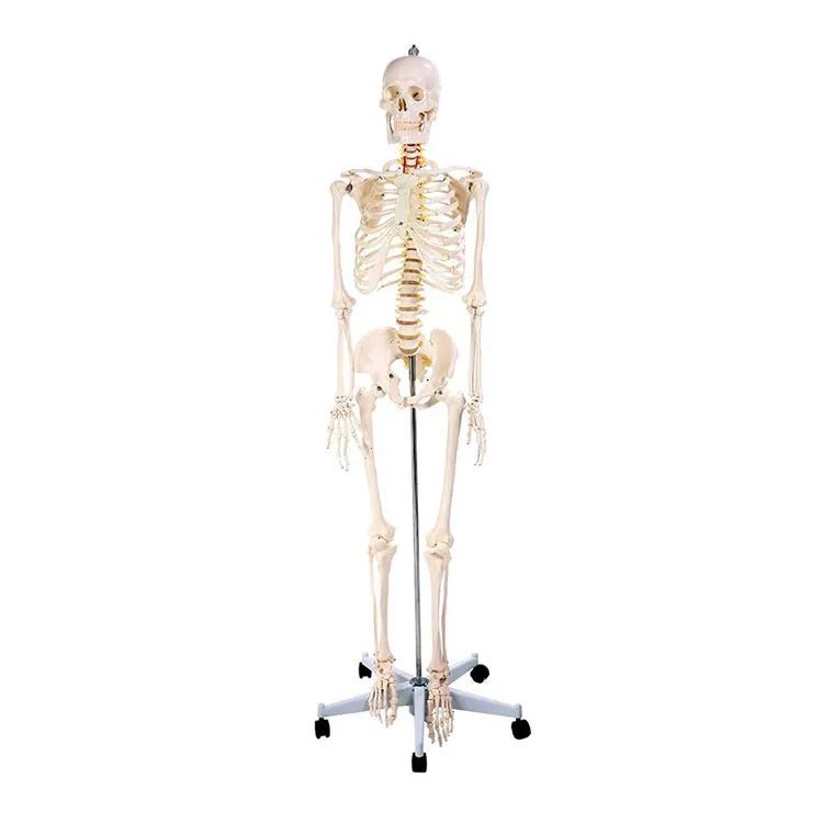 Modèle de squelette humain d'anatomie de 170 cm