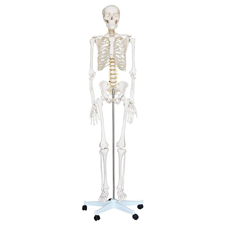 180cm Human Skeleton Model - 0