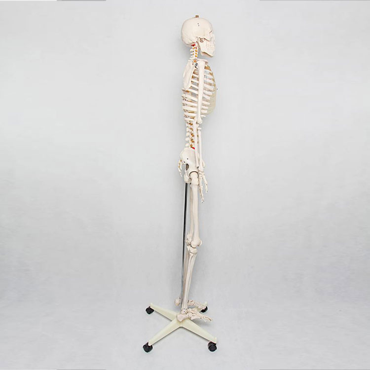 180cm Human Skeleton Model - 1