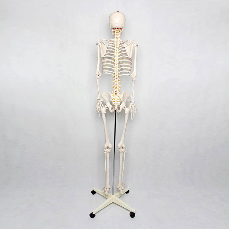 180cm Human Skeleton Model - 2