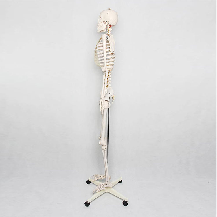 180cm Human Skeleton Model - 3 