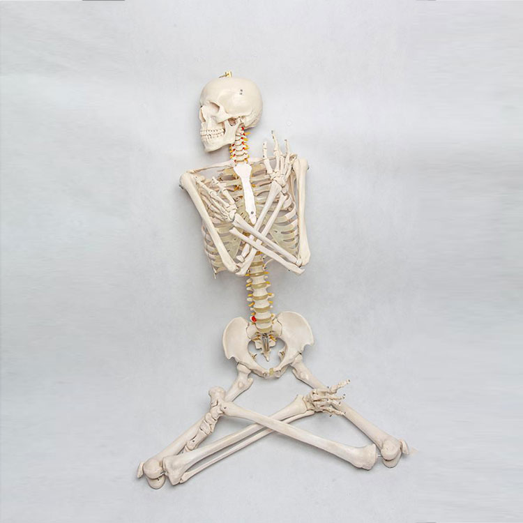 180cm Human Skeleton Model - 4