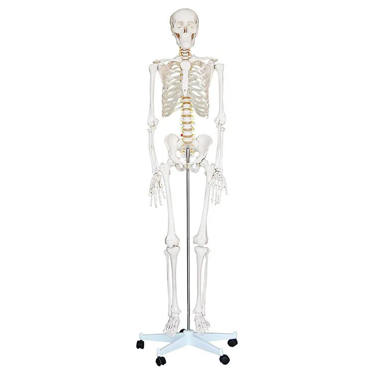180 cm modell för mänskligt skelett