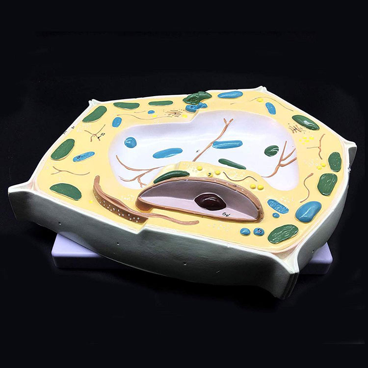 20000x Enlarged Plant Cell Model - 3 