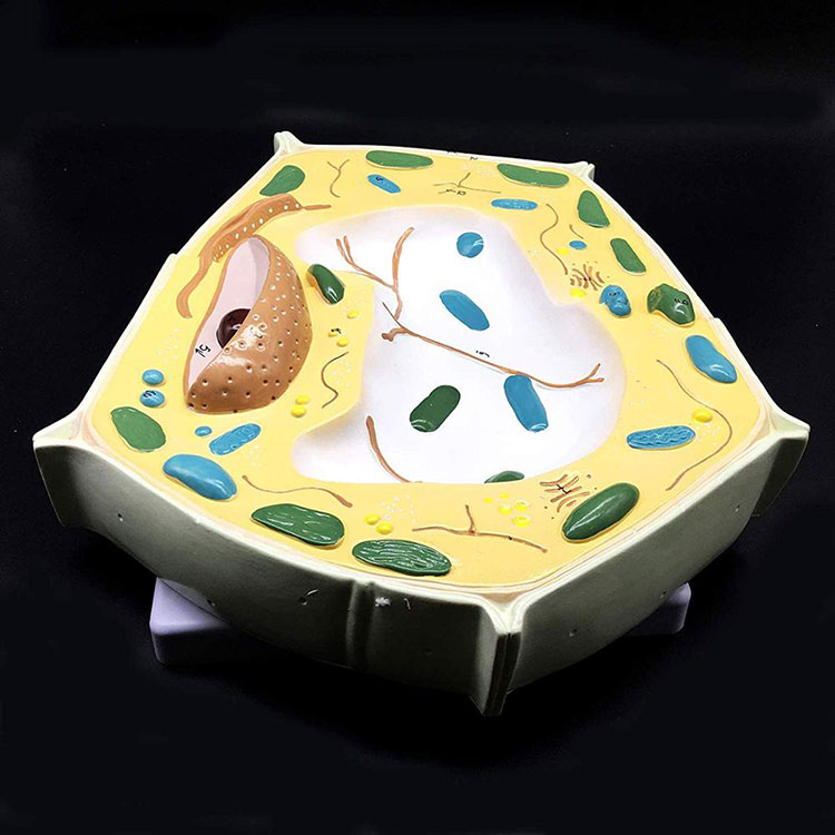 20000x Enlarged Plant Cell Model - 4