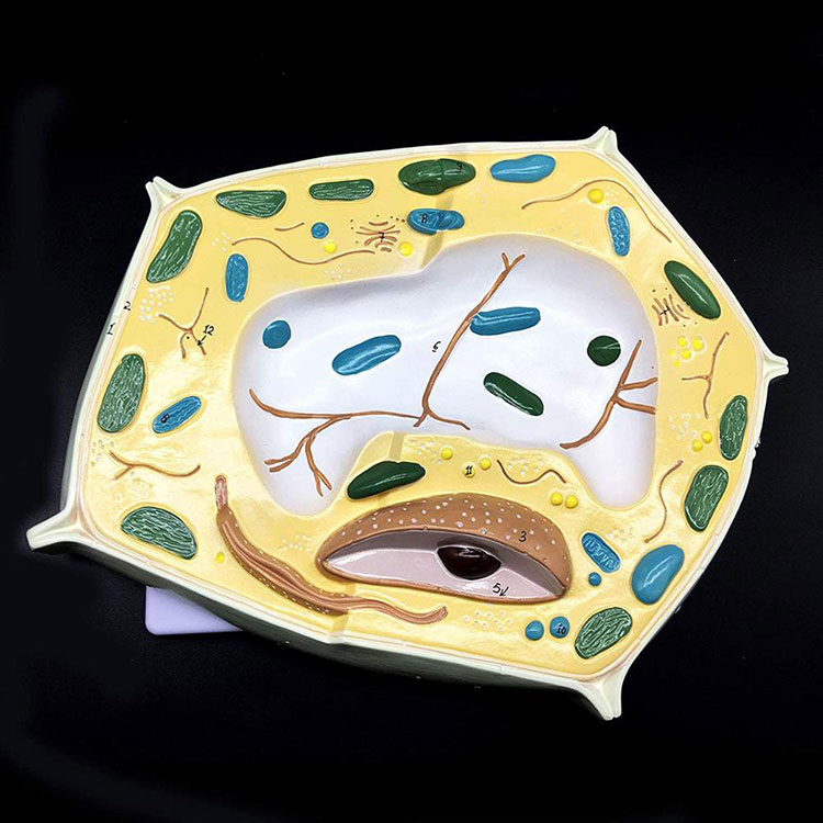 20000x Enlarged Plant Cell Model - 5 