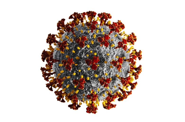 रशियन शास्त्रज्ञांना कोरोनाव्हायरसची एक मोठी कमकुवतपणा आढळली आहे