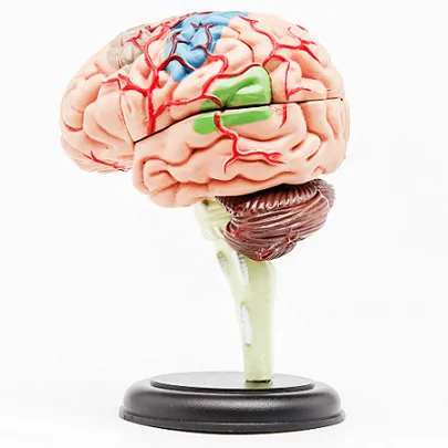 4D Master Human Brain Model