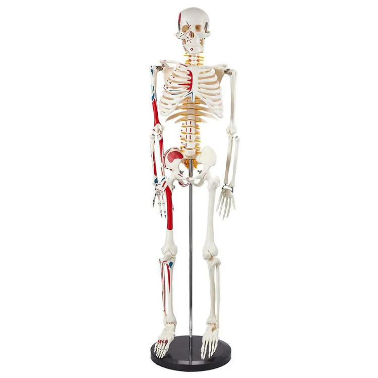 85 cm anatomisk skelettmodell