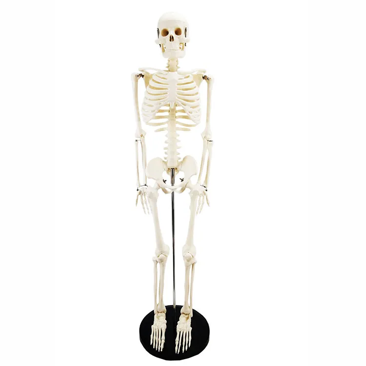 85cm menschliches Skelettmodell