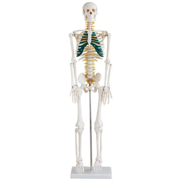 85 cm skelettmodell