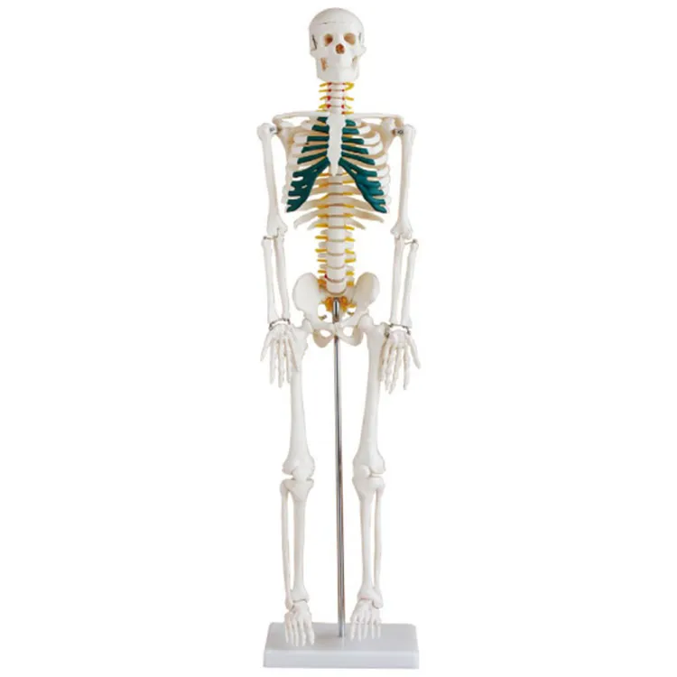 Model Skeleton 85cm