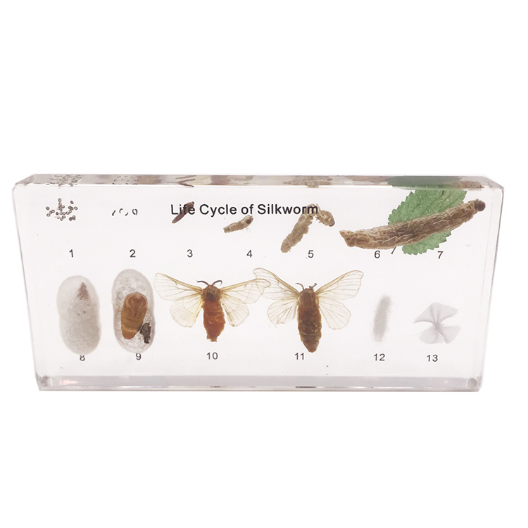 Acrylic Life Cycle Of Silkworm Specimen