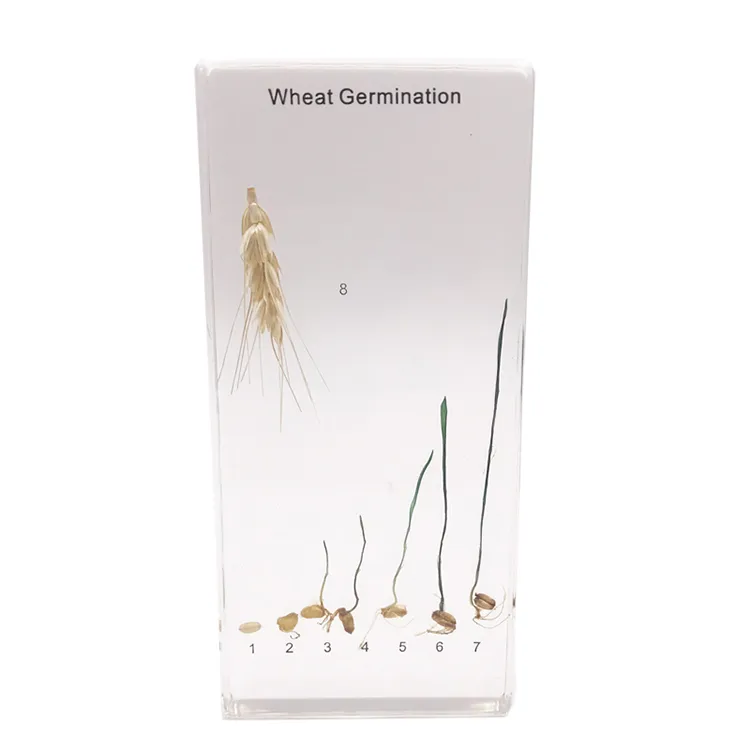 Acrylic Paddy Rice Germination Specimen