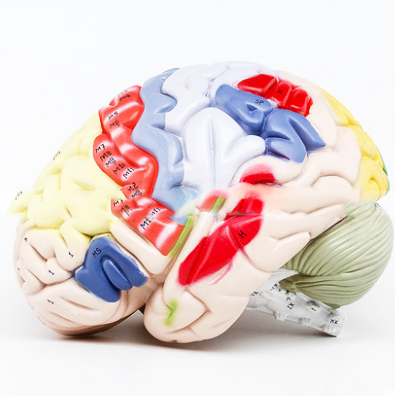 Advanced PVC Human Brain Model - 2 