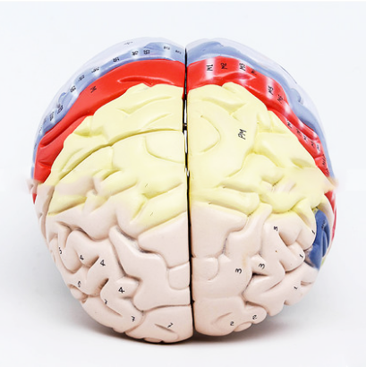 Advanced PVC Human Brain Model - 0