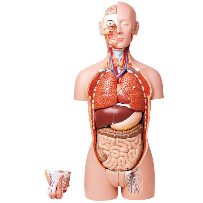 Anatomické modely ľudského trupu - 1