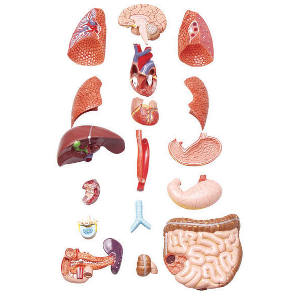 Anatomické modely ľudského trupu - 2