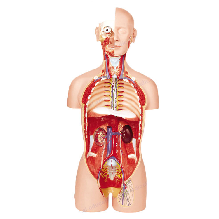 Anatominiai žmogaus liemens modeliai - 3