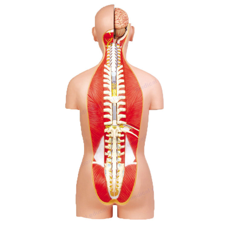 Anatoomilised inimese torso mudelid - 4 