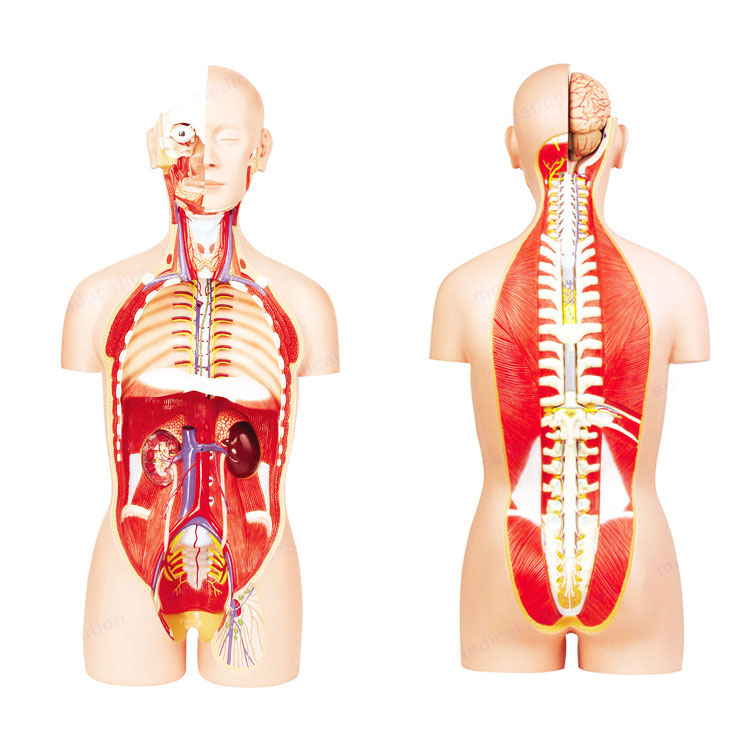 Anatomiske menneskelige torsomodeller - 5 