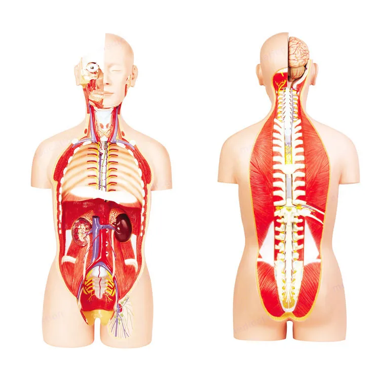 Anatomiske menneskelige torsomodeller