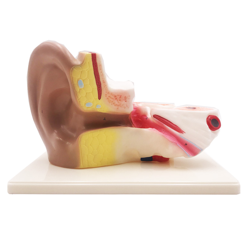Anatominis ausų modelis