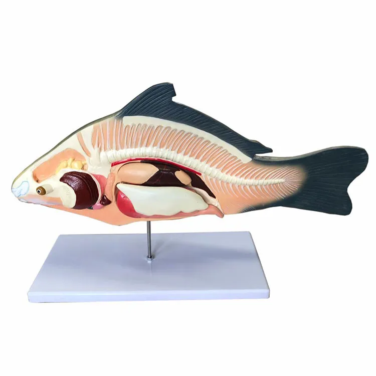 Modello anatomico di pesce