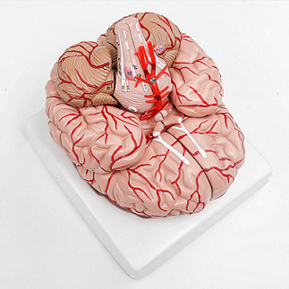 Anatomisches menschliches Gehirnmodell
