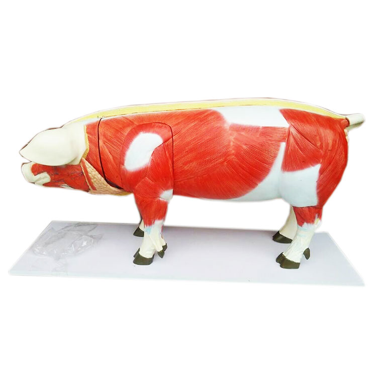 Modelo de cerdo anatómico