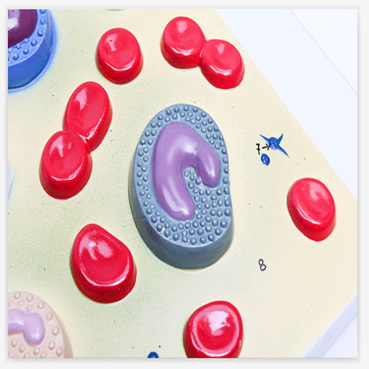 Model de celule sanguine - 5 
