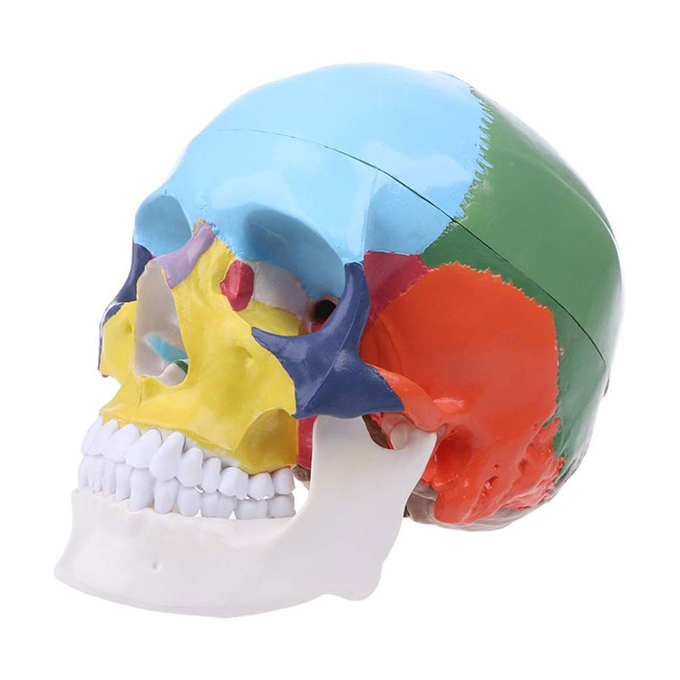 Modèle de crâne coloré