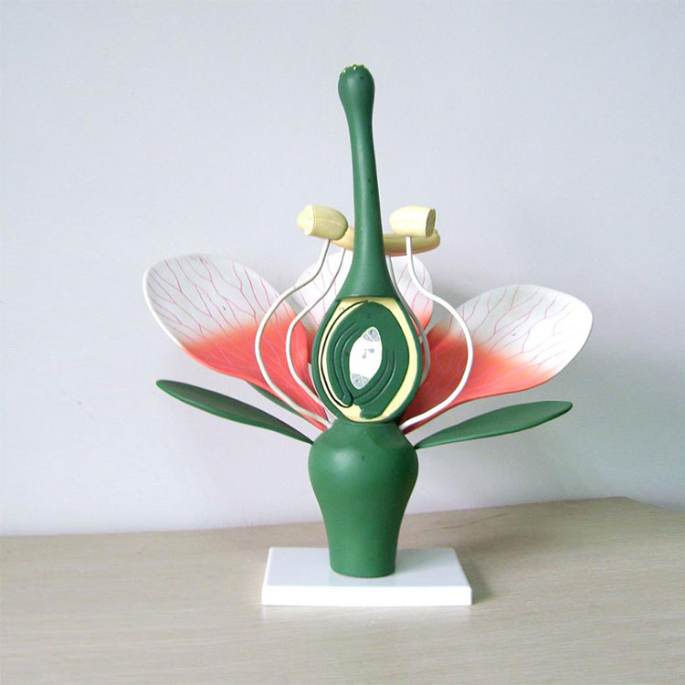 Dicto Flower Model - 1