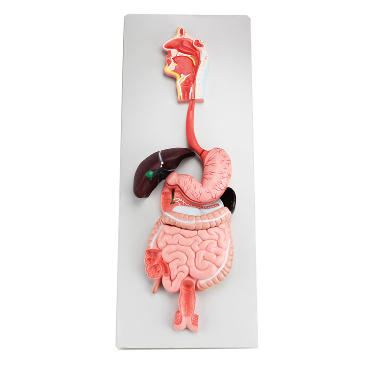 Modelul sistemului digestiv