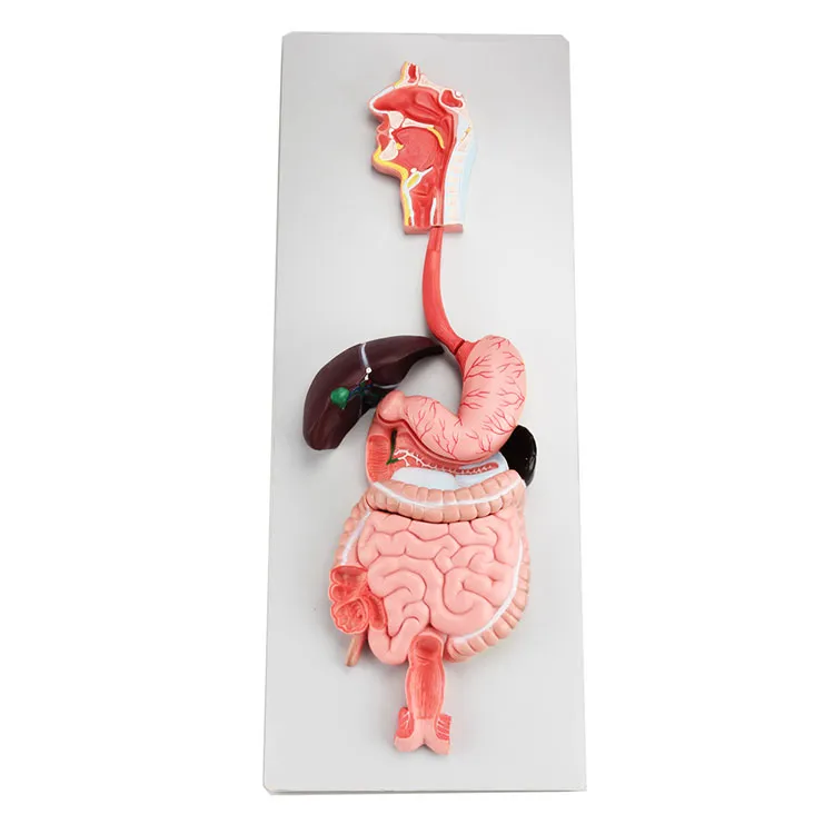 Digestive System Model