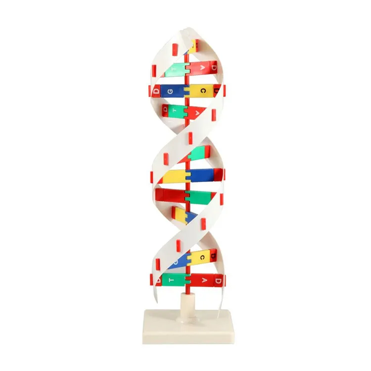 DNA-activiteitenmodel