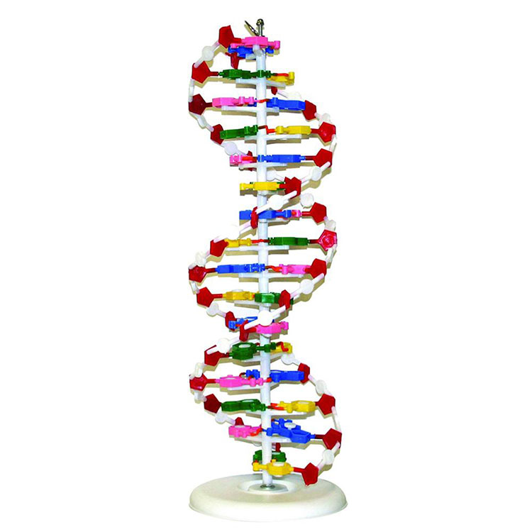 DNA mudel
