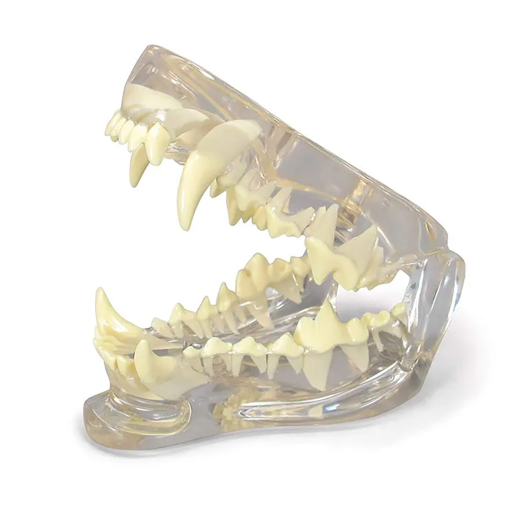 Model zubných zubov pre psov