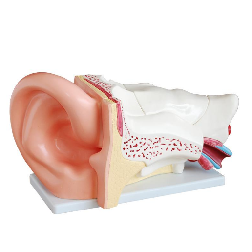 Kõrva anatoomia mudel